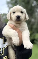 Golden Retriever Pups, a male Golden Retriever for sale in Gainesville, GA – 1 of 10