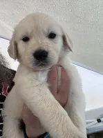 Golden Retriever Pups, a male Golden Retriever for sale in Gainesville, GA – 3 of 10