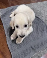 Golden Retriever Pups, a female Golden Retriever for sale in Gainesville, GA – 3 of 6