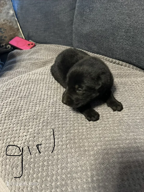 Nova – Belgian Malinois, German Shepherd Dog puppy for sale in Mount Airy, NC