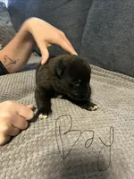 Duke, a male Belgian Malinois and German Shepherd Dog for sale in Mount Airy, NC – 1 of 1
