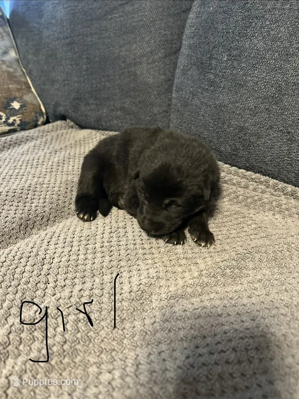 Onyxia – Belgian Malinois, German Shepherd Dog puppy for sale in Mount Airy, NC