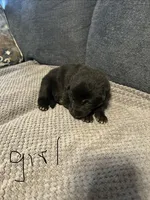 Onyxia, a female Belgian Malinois and German Shepherd Dog for sale in Mount Airy, NC – 1 of 1