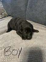 Blackie, a male Belgian Malinois and German Shepherd Dog for sale in Mount Airy, NC – 1 of 1