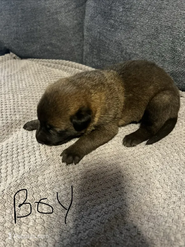 Brownie – Belgian Malinois, German Shepherd Dog puppy for sale in Mount Airy, NC