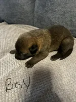 Brownie, a male Belgian Malinois and German Shepherd Dog for sale in Mount Airy, NC – 1 of 1