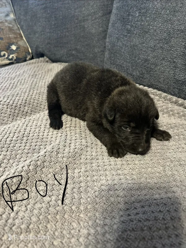 Zeus – Belgian Malinois, German Shepherd Dog puppy for sale in Mount Airy, NC