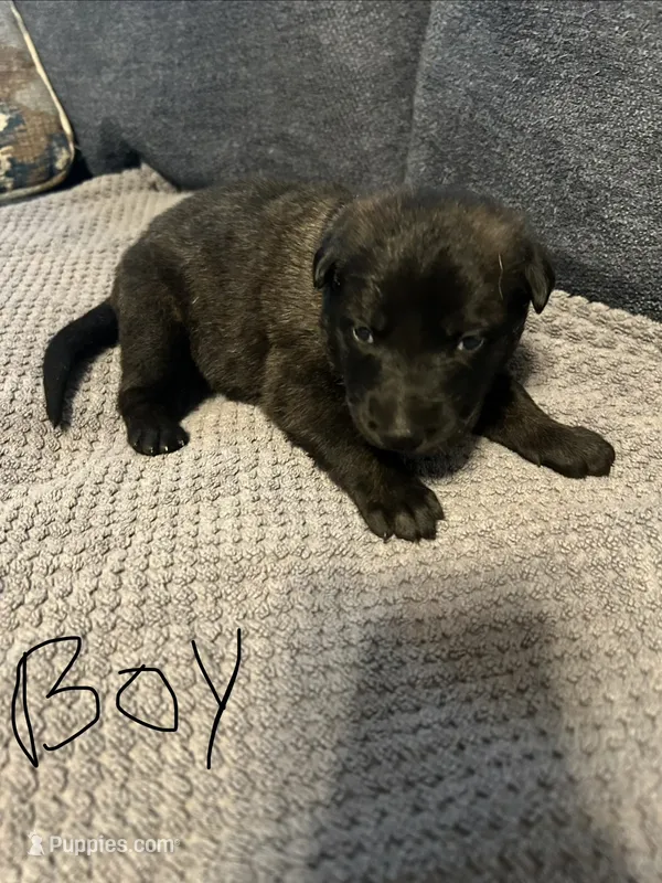 Bear – Belgian Malinois, German Shepherd Dog puppy for sale in Mount Airy, NC