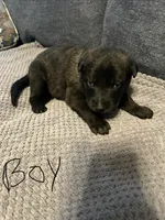Bear, a male Belgian Malinois and German Shepherd Dog for sale in Mount Airy, NC – 1 of 1