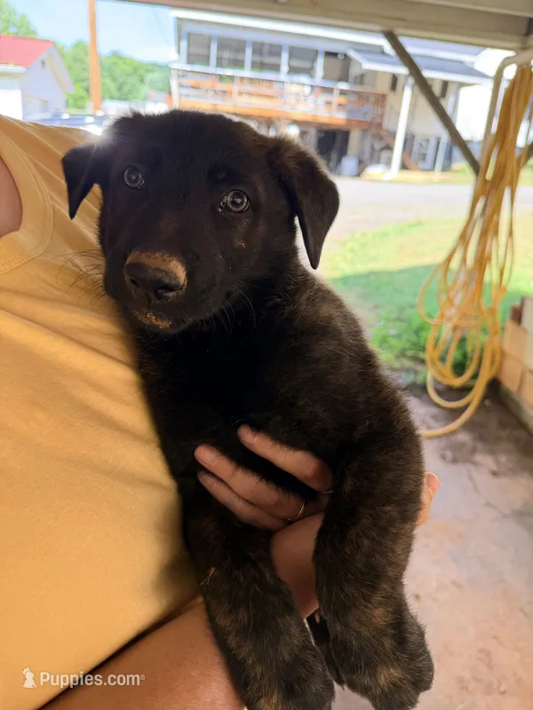 Zeus – Belgian Malinois, German Shepherd Dog puppy for sale in Mount Airy, NC