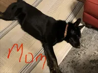 Ziva's Puppies, a  Belgian Malinois and German Shepherd Dog for sale in Mount Airy, NC – Photo 1 of 2