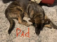 Ziva's Puppies, a  Belgian Malinois and German Shepherd Dog for sale in Mount Airy, NC – Photo 2 of 2