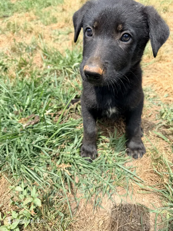 Blackie – Belgian Malinois, German Shepherd Dog puppy for sale in Mount Airy, NC