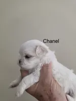 Chanel       Tiny girl, a female Maltese for sale in Jacksonville, NC – 10 of 10