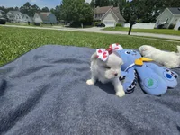 Chanel       Tiny girl, a female Maltese for sale in Jacksonville, NC – 8 of 10