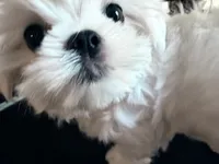 Jasper, a male Maltese for sale in Jacksonville, NC – 5 of 7
