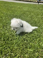 Boy 1 Sae Ben, a male Maltese for sale in Jacksonville, NC – 7 of 9