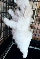 Jasper, a male Maltese for sale in Jacksonville, NC – 2 of 7