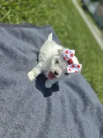 Gigi, a female Maltese for sale in Jacksonville, NC – 3 of 9