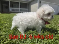 Boy 2 Sae BJ, a male Maltese for sale in Jacksonville, NC – 8 of 9