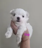 Gigi, a female Maltese for sale in Jacksonville, NC – 4 of 9