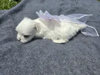 Chanel       Tiny girl, a female Maltese for sale in Jacksonville, NC – 5 of 10