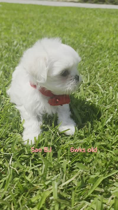 Boy 2 Sae BJ, a male Maltese for sale in Jacksonville, NC – 2 of 9