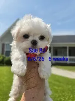 Boy 2 Sae BJ, a male Maltese for sale in Jacksonville, NC – 6 of 9