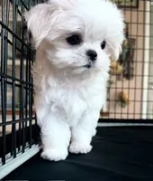 Jasper, a male Maltese for sale in Jacksonville, NC – 6 of 7