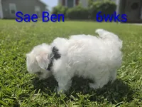 Boy 1 Sae Ben, a male Maltese for sale in Jacksonville, NC – 4 of 9
