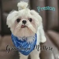 Preston, a male Maltese for sale in Jacksonville, NC – Photo 5 of 5