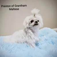 Preston, a male Maltese for sale in Jacksonville, NC – Photo 2 of 5