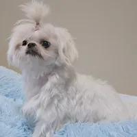 Preston, a male Maltese for sale in Jacksonville, NC – Photo 1 of 5