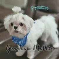 Preston, a male Maltese for sale in Jacksonville, NC – Photo 4 of 5