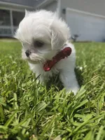 Boy 2 Sae BJ, a male Maltese for sale in Jacksonville, NC – 3 of 9