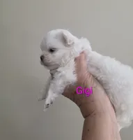 Gigi, a female Maltese for sale in Jacksonville, NC – 7 of 9