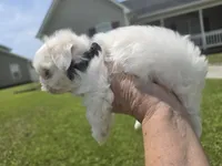 Boy 1 Sae Ben, a male Maltese for sale in Jacksonville, NC – 6 of 9