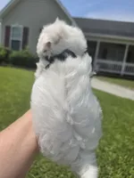 Boy 1 Sae Ben, a male Maltese for sale in Jacksonville, NC – 9 of 9