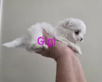 Gigi, a female Maltese for sale in Jacksonville, NC – 5 of 9