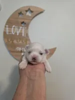 Boy 1, a male Maltese for sale in Jacksonville, NC – 6 of 9