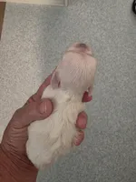 Boy 1, a male Maltese for sale in Jacksonville, NC – 4 of 9
