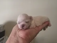 Boy 1, a male Maltese for sale in Jacksonville, NC – 2 of 9