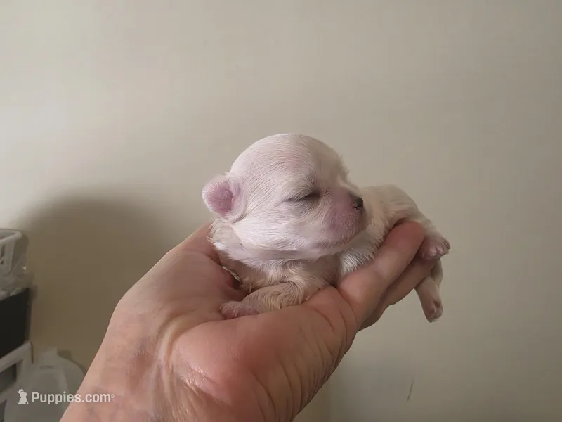 Boy 1 – Maltese puppy for sale in Jacksonville, NC