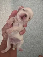 Boy 1, a male Maltese for sale in Jacksonville, NC – 3 of 9