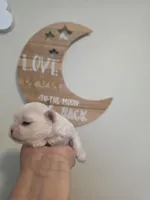 Boy 1, a male Maltese for sale in Jacksonville, NC – 7 of 9