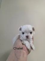 Chanel       Tiny girl, a female Maltese for sale in Jacksonville, NC – 2 of 10