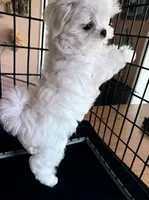 Jasper, a male Maltese for sale in Jacksonville, NC – 3 of 7