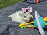 Gigi, a female Maltese for sale in Jacksonville, NC – 2 of 9