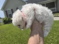 Boy 2 Sae BJ, a male Maltese for sale in Jacksonville, NC – 9 of 9