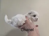 Chanel       Tiny girl, a female Maltese for sale in Jacksonville, NC – 3 of 10